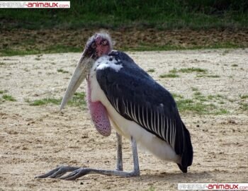 marabout-oiseau