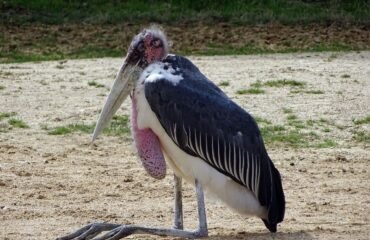 marabout-oiseau